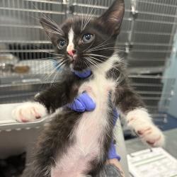 Shelter Stray Male Cat last seen , 980 Guilford College Rd, Greensboro, NC 27409, USA