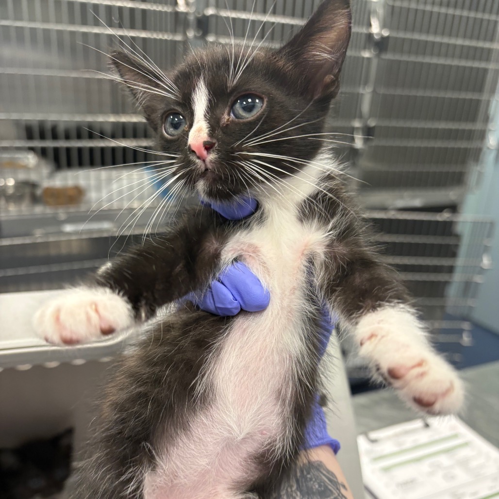 Shelter Stray Male Cat last seen , 980 Guilford College Rd, Greensboro, NC 27409, USA