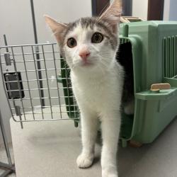 Shelter Stray Male Cat last seen , 1013 Garfield St, Oak Park, IL 60304, USA