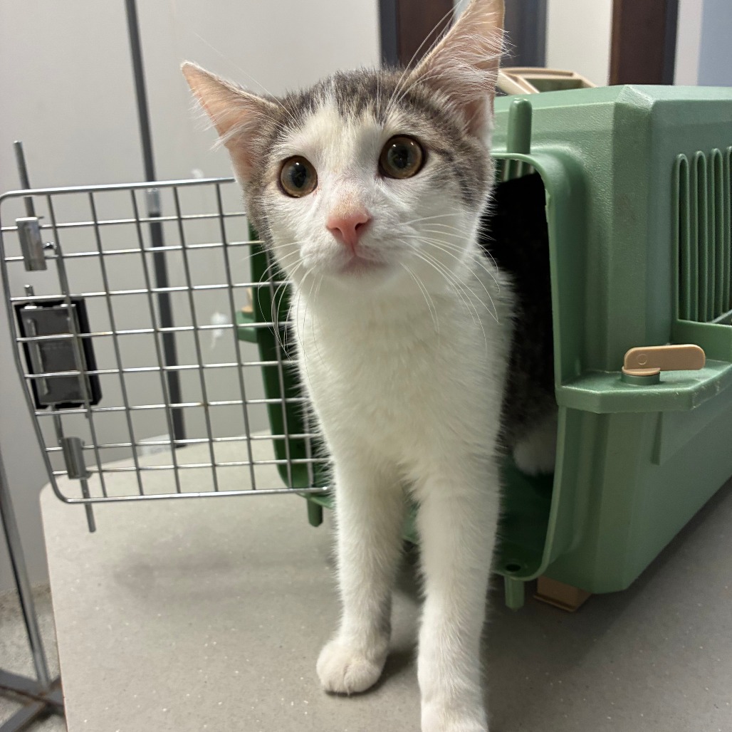 Shelter Stray Male Cat last seen , 1013 Garfield St, Oak Park, IL 60304, USA