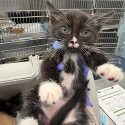 Shelter Stray Male Cat last seen , 980 Guilford College Rd, Greensboro, NC 27409, USA