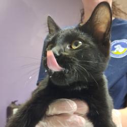 Shelter Stray Female Cat last seen , 1244 N Delsea Dr, Vineland, NJ 08360, USA