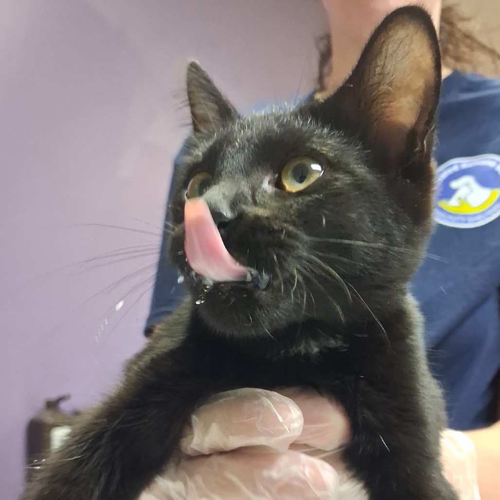 Shelter Stray Female Cat last seen , 1244 N Delsea Dr, Vineland, NJ 08360, USA