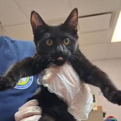 Shelter Stray Female Cat last seen , 1244 N Delsea Dr, Vineland, NJ 08360, USA