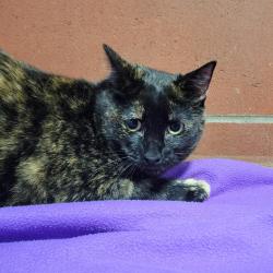 Shelter Stray Female Cat last seen , 2951 S 1st St, Cabot, AR 72023, USA