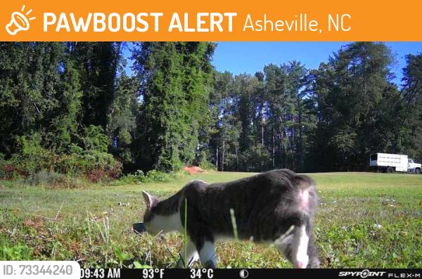 Found/Stray Unknown Cat last seen NEW Leicester hwy, Asheville, NC 28806