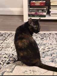 Lost Female Cat last seen Secord, Edmonton, AB T5T 5X7