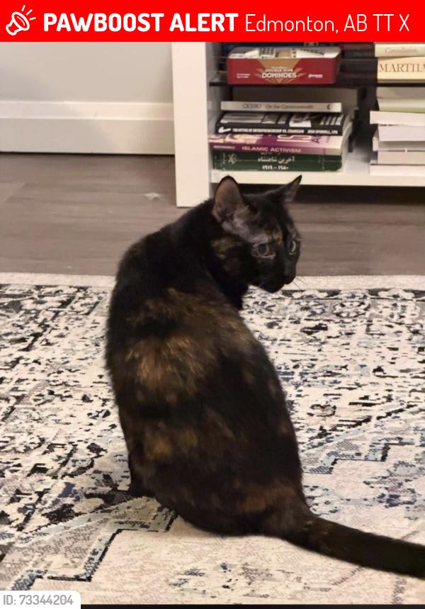 Lost Female Cat last seen Secord, Edmonton, AB T5T 5X7