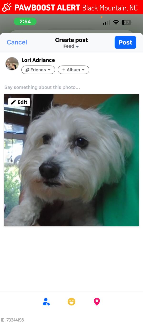 Lost Female Dog last seen McCune Center Black Mountain North Carolina, Black Mountain, NC 28711