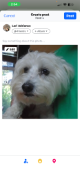 Lost Female Dog last seen McCune Center Black Mountain North Carolina, Black Mountain, NC 28711