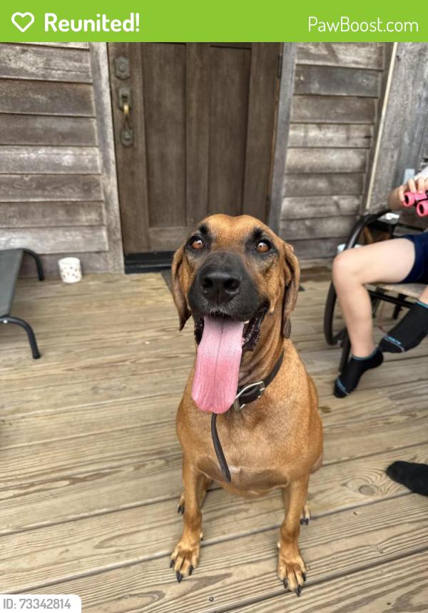 Reunited Male Dog last seen Lake Mount Pleasant Rd, 149, National Forest, Montgomery County, TX 77356