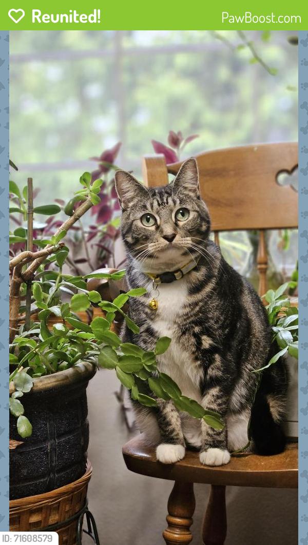 Reunited Female Cat last seen Sandy, Oregon, off of Sandy Heights and Bluff rd, Sandy, OR 97055