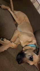 Lost Female Dog last seen webster, Fort Worth, TX 76117