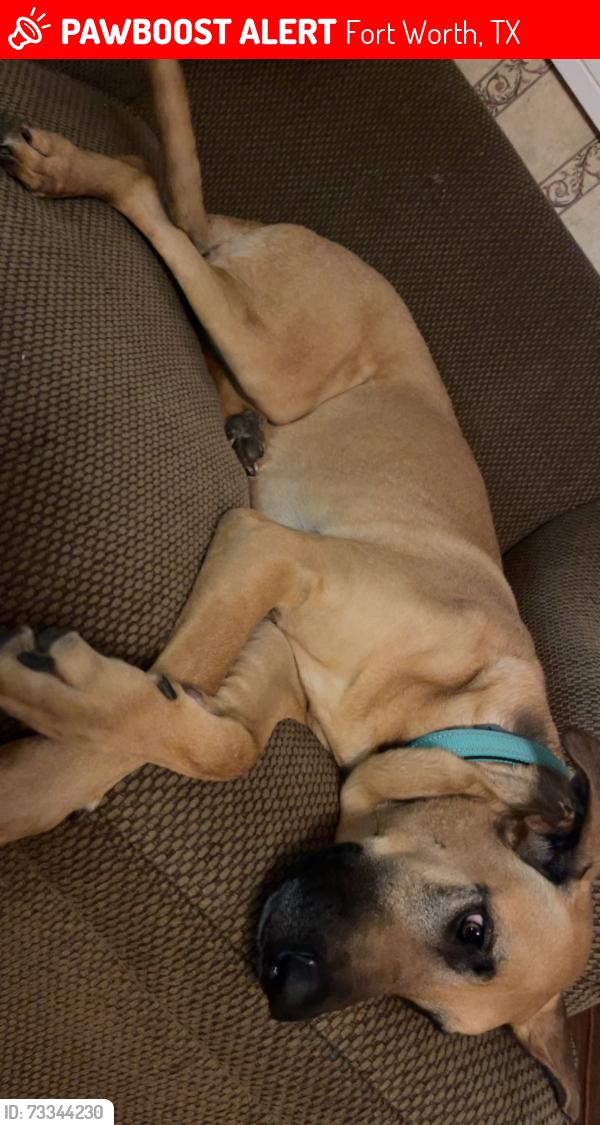 Lost Female Dog last seen webster, Fort Worth, TX 76117