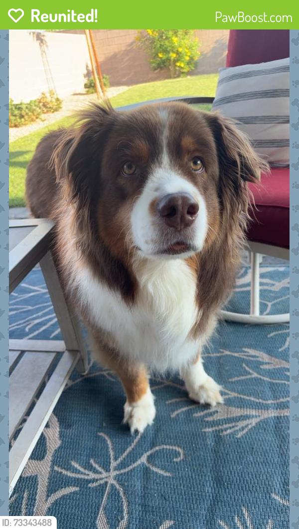 Reunited Male Dog last seen Elkhorn and Tule Springs Parkway, North Las Vegas, NV 89084