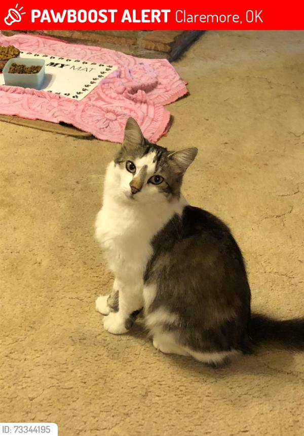 Lost Female Cat last seen Near Road & 500 Road, Claremore, OK 74019