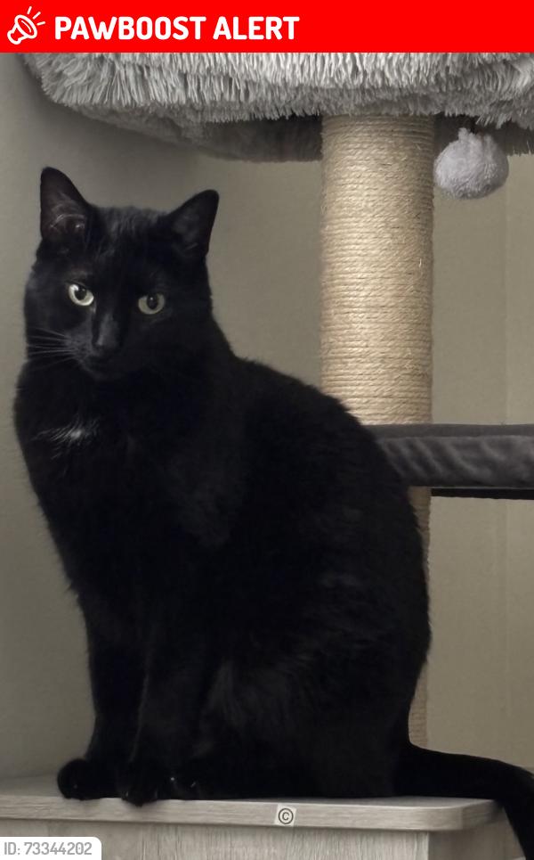 Lost Male Cat last seen New Amwell Rd/Auten Rd close by Beekman Garden Apartments, Hillsborough Township, NJ 08844