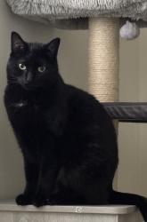 Lost Male Cat last seen New Amwell Rd/Auten Rd close by Beekman Garden Apartments, Hillsborough Township, NJ 08844