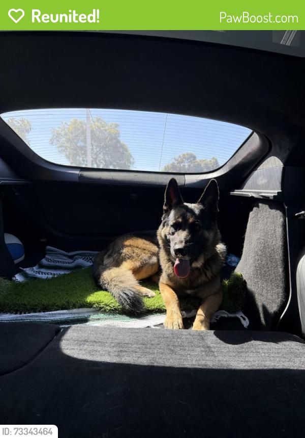 Reunited Male Dog last seen Near Freeway near Sweetwater rd, Spring Valley, CA 91977