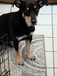 Found/Stray Male Dog last seen Bryant Irvin Rd Fort Worth, Fort Worth, TX 76109
