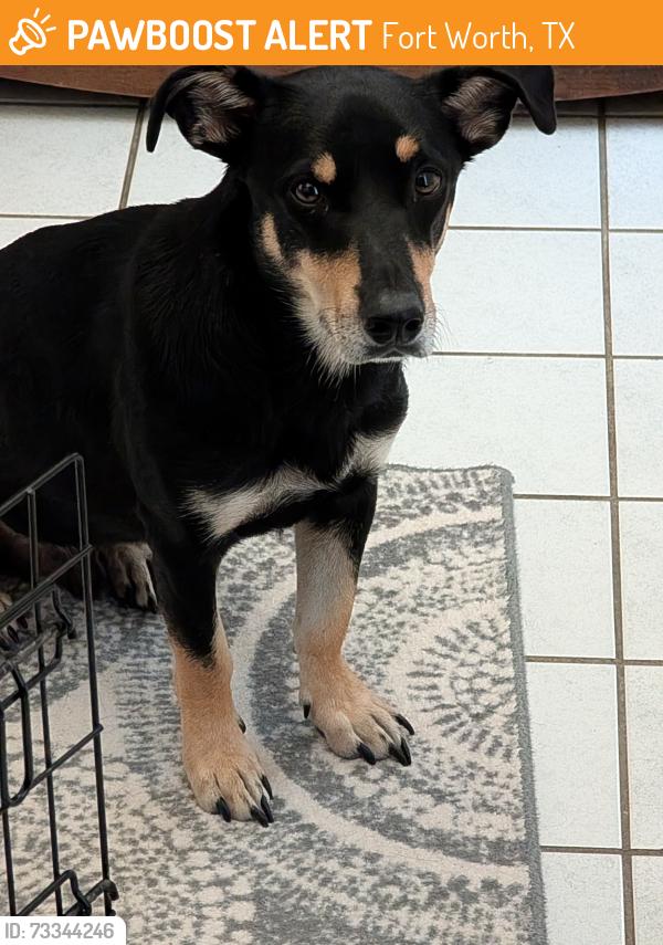 Found/Stray Male Dog last seen Bryant Irvin Rd Fort Worth, Fort Worth, TX 76109