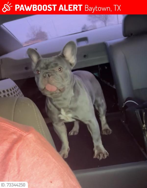 Lost Female Dog last seen Alexander St. & Patsy St., Baytown, TX 77520