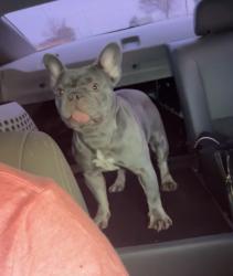 Lost Female Dog last seen Alexander St. & Patsy St., Baytown, TX 77520