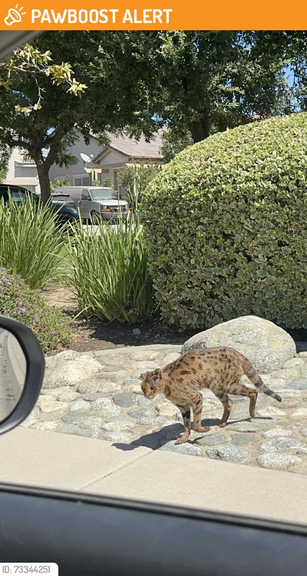 Found/Stray Unknown Cat last seen Dolcetto and Gabay ct, Rancho Cucamonga, CA 91739