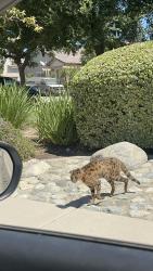 Found/Stray Unknown Cat last seen Dolcetto and Gabay ct, Rancho Cucamonga, CA 91739