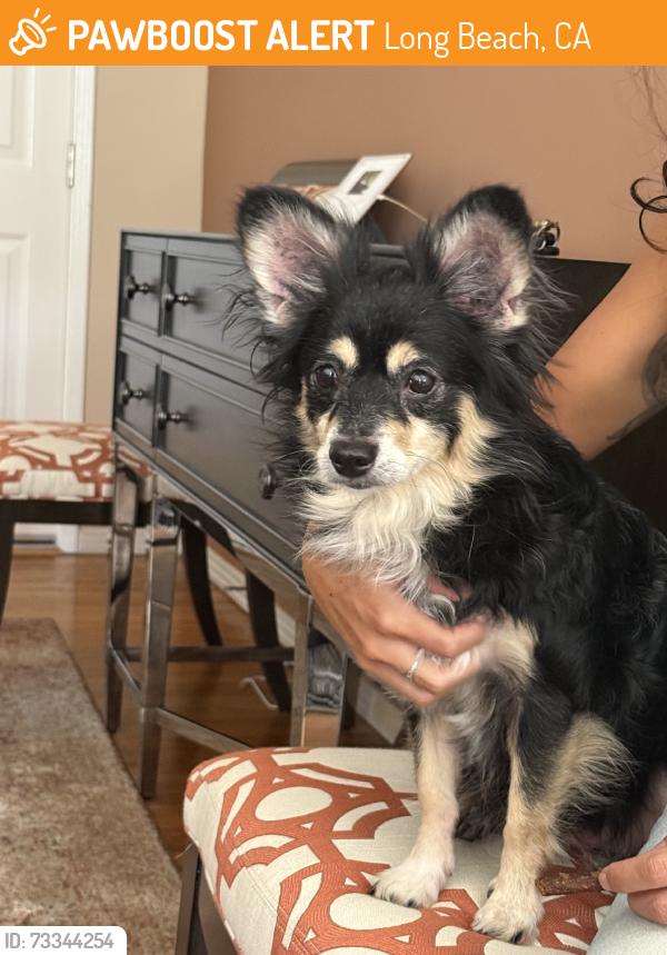 Found/Stray Female Dog last seen Stearns and bellflower, Long Beach, CA 90815