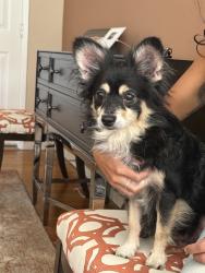 Found/Stray Female Dog last seen Stearns and bellflower, Long Beach, CA 90815