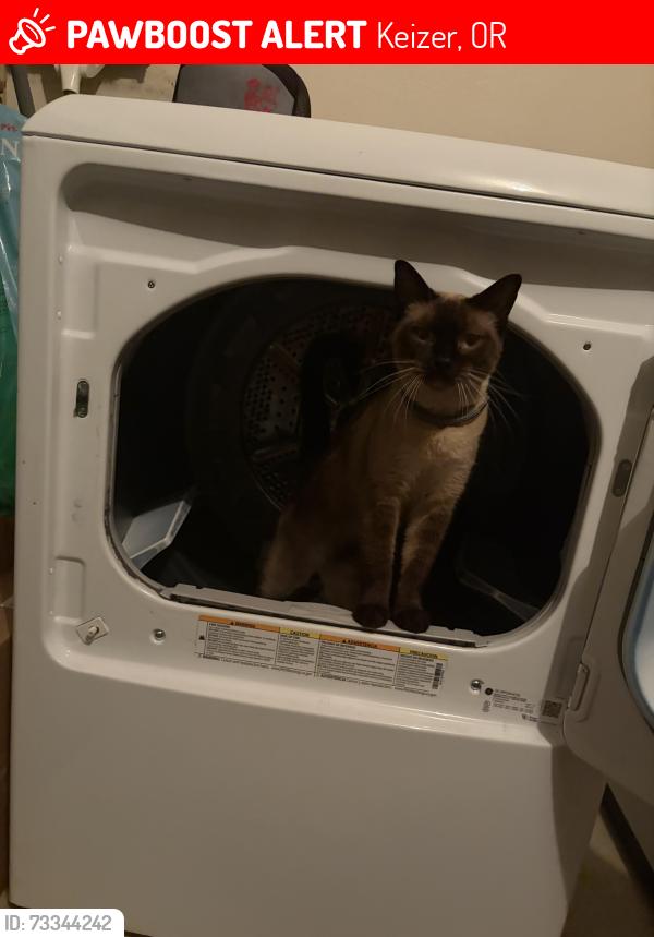 Lost Female Cat last seen Near Keizer community Church, Keizer, OR 97303