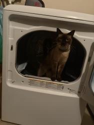 Lost Female Cat last seen Near Keizer community Church, Keizer, OR 97303