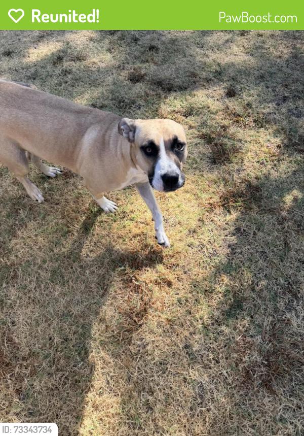 Reunited Female Dog last seen Oak Avenue & Beech Avenue, Orangevale, CA 95662
