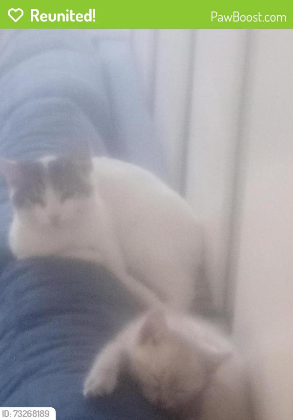 Reunited Female Cat last seen Electric and Hampton, Los Angeles, CA 90291