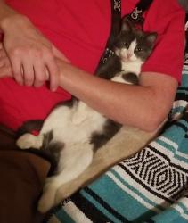 Lost Female Cat last seen Across from oak haven resort, Sevierville, TN 37876
