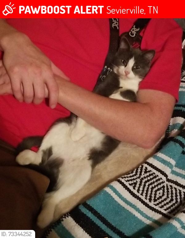 Lost Female Cat last seen Across from oak haven resort, Sevierville, TN 37876