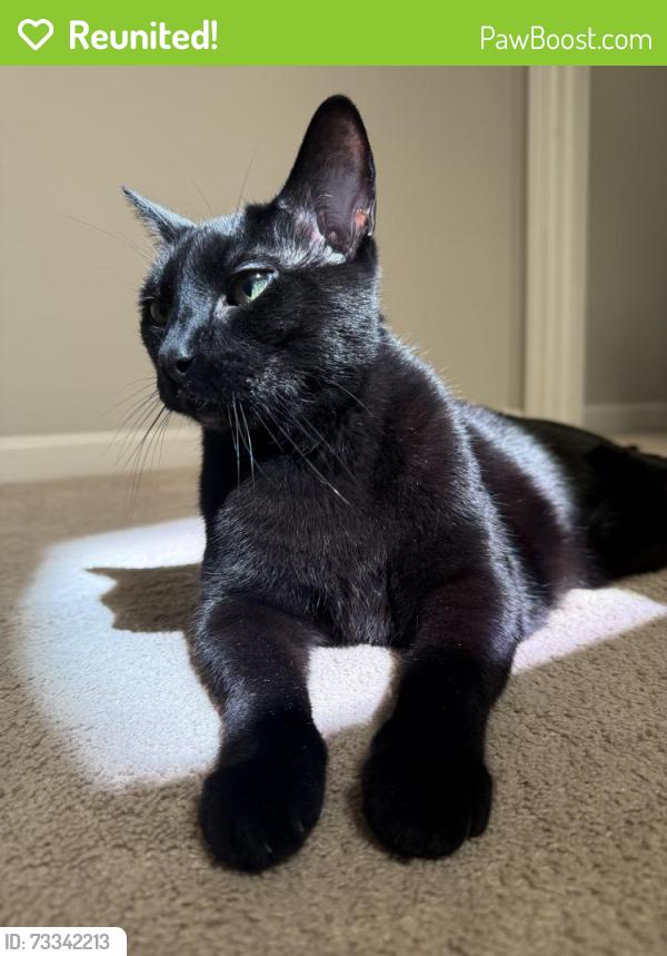 Reunited Male Cat last seen Sunny Creek Lane, Apex, NC 27502