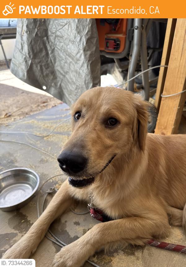 Found/Stray Male Dog last seen On s quince st escondido ca, Escondido, CA 92025