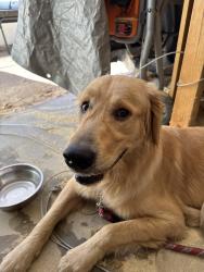 Found/Stray Male Dog last seen On s quince st escondido ca, Escondido, CA 92025