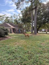 Found/Stray Female Dog last seen In cul de sac, Houston, TX 77068
