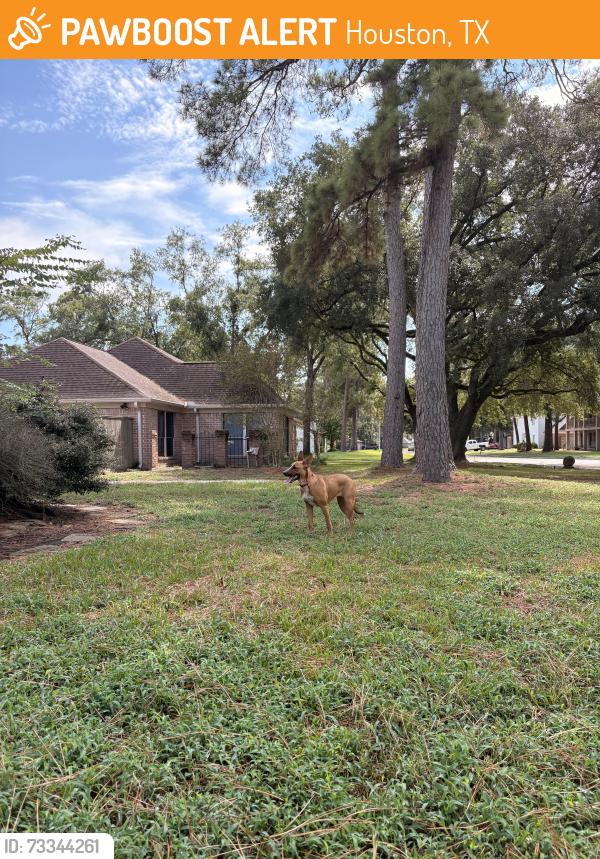 Found/Stray Female Dog last seen In cul de sac, Houston, TX 77068