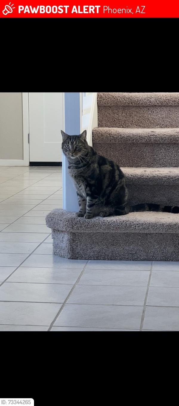 Lost Male Cat last seen Pinnacle high school - Sky Crossing Community 85050, Phoenix, AZ 85050