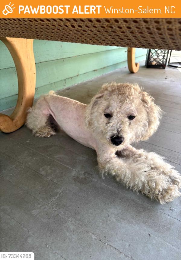 Found/Stray Male Dog last seen main st and Sprague St, Winston-Salem, NC 27127