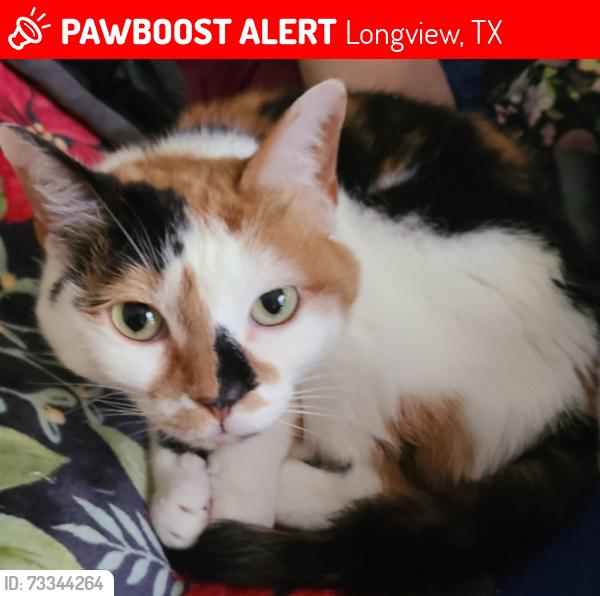 Lost Female Cat last seen Between Baylor and Vanderbilt, Longview, TX 75601