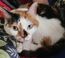 Lost Female Cat last seen Between Baylor and Vanderbilt, Longview, TX 75601