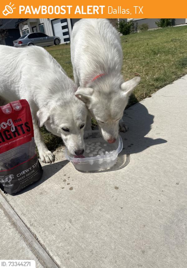 Found/Stray Female Dog last seen S Lancaster, Gooch St, Dallas, TX 75241