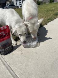 Found/Stray Female Dog last seen S Lancaster, Gooch St, Dallas, TX 75241