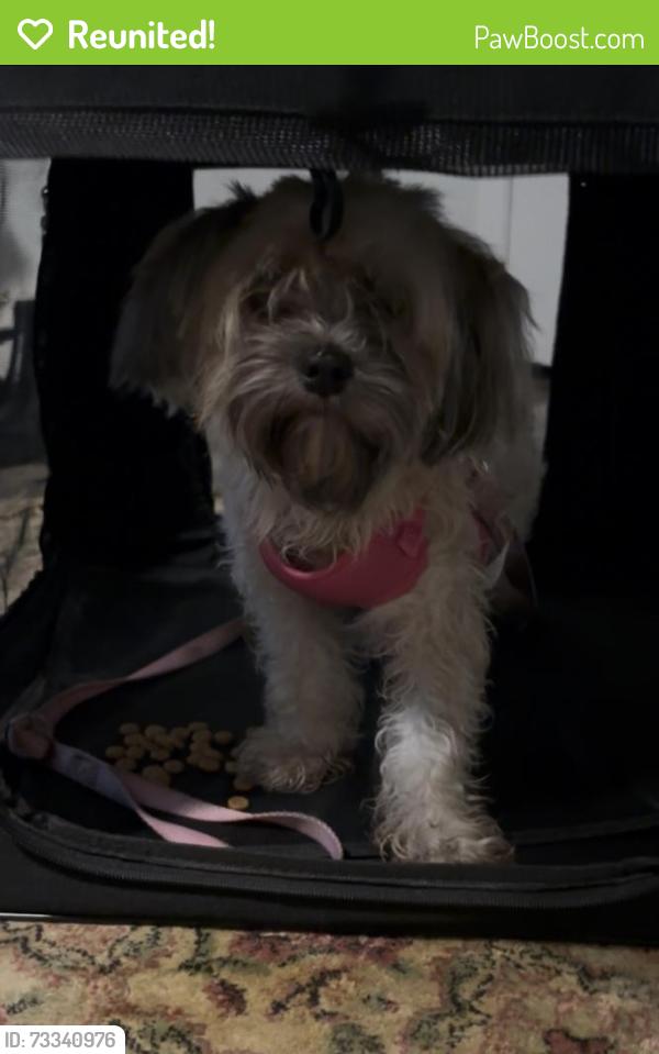 Reunited Female Dog last seen White drive, Tallahassee, FL 32304
