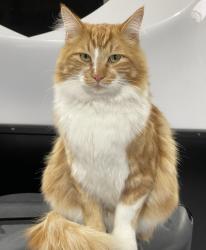 Lost Male Cat last seen 37th and Urish, Topeka, KS 66614